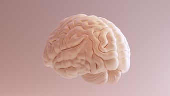 Чего хочет мозг: нейрофизиология потребностей